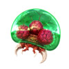 Metroid